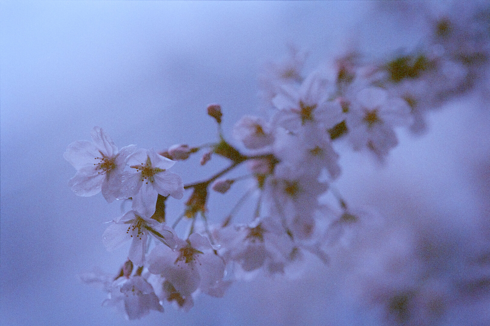 #00327 - 2024/04 - Kodak Gold 400 +2 - Akihabara